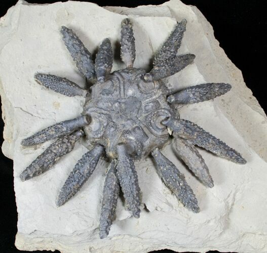 Very Large Reboulicidaris Urchin Fossil - #12950